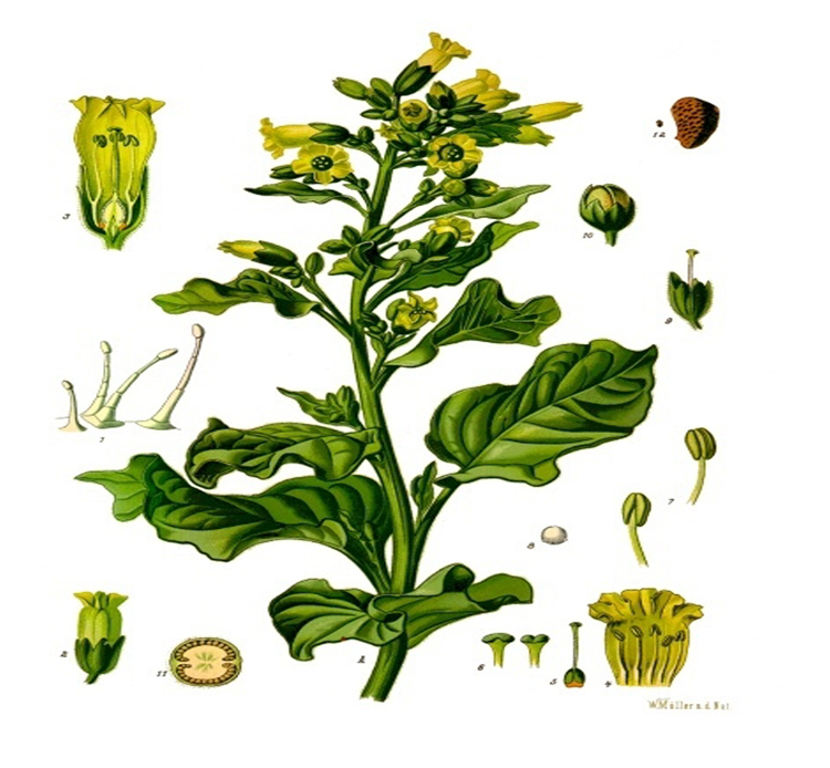 Nicotiana rustica